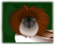 Philippine Eagle Without Writing Clip Art